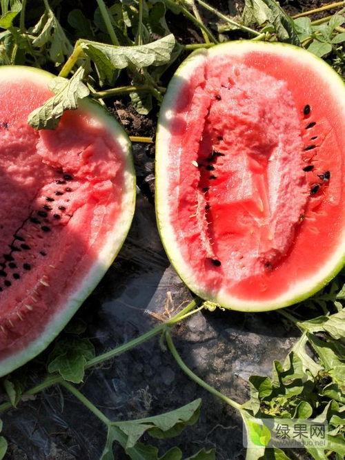 佳木斯吃瓜事件,一场网络热议背后的真相探寻