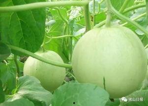 吃瓜尖的作用,养生保健新选择