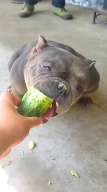 小狗吃黄瓜还是乳瓜,美味对决