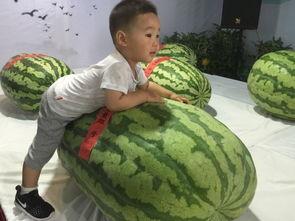 涪陵吃瓜群众事件,一场网络舆论的风暴与反思