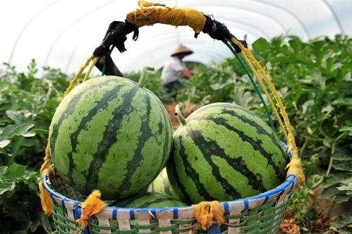 今天吃瓜了吃的什么瓜,揭秘娱乐圈最新热点事件