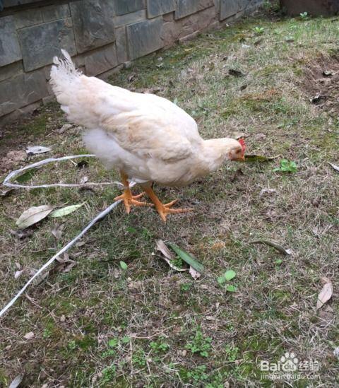 宠物小鸡吃瓜,宠物乐园里的欢乐时光