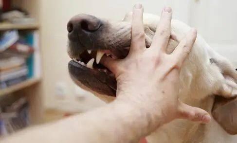 狗咬后吃茄瓜,意外事件引发的思考与启示