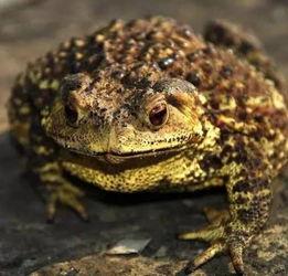 吃蛤蟆瓜,探寻夏日消暑美食之旅