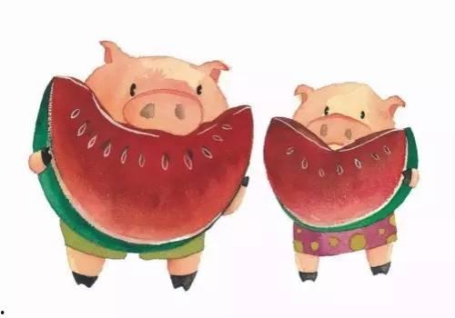 吃瓜宝贝猪,揭秘猪界“网红”的日常生活