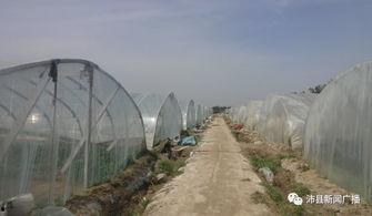 最近吃瓜沛县,沛县事件背后的真相与反思