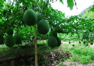 吊瓜吃哪部分,揭秘最佳食用部位