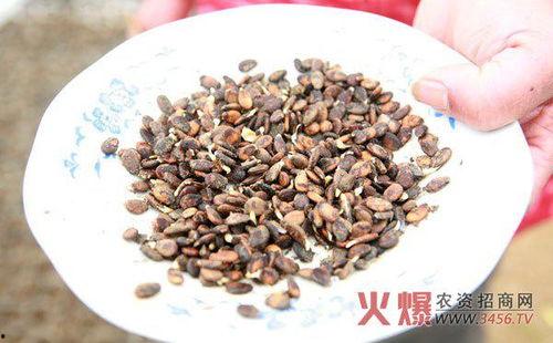 吃脆瓜吐籽,吐籽乐趣无穷