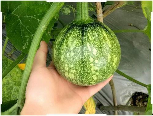 小渔海棠吃瓜,揭秘娱乐圈的瓜田秘事