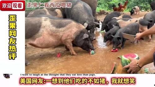猪也吃瓜呢