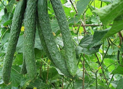 绿色的梨瓜咋吃