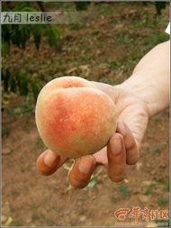 交友吃瓜,揭秘社交圈中的趣味与真相