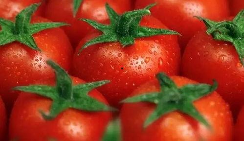 吃瓜文番茄推荐,那些你不知道的吃瓜幕后故事