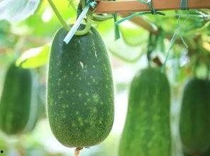 摘几个瓜吃,明星们的“瓜田”生活