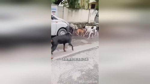 黑狗吃瓜,揭秘瓜界奇闻轶事