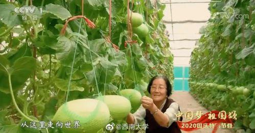 吃瓜不认人,吃瓜群众眼中的世间百态