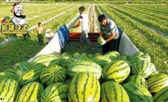 库尔勒吃瓜事件视频