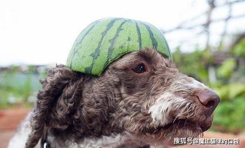 狗狗吃自己瓜羊水,狗狗误食羊水引发的健康危机