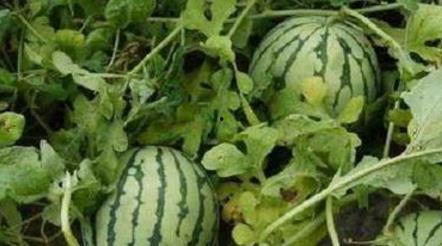 路边吃瓜的危害,揭秘潜在危害与预防措施