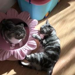 吃瓜猫的歌,揭秘娱乐圈的酸甜苦辣