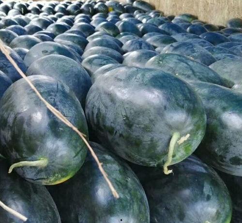 月底可以吃瓜吗,揭秘吃瓜群众的快乐时光