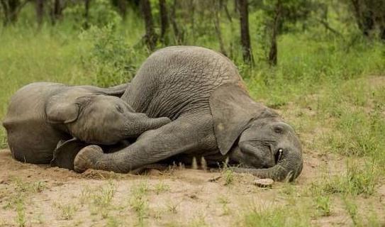 吃瓜小象的视频,趣味视频背后的精彩故事