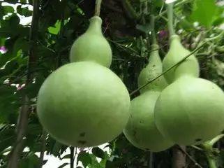 苦葫芦瓜怎么吃,解锁健康美味新选择