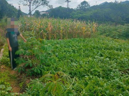 刘某吃瓜,揭秘娱乐圈幕后真相