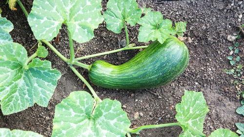 有人吃瓠瓜过敏吗,了解食用瓠瓜可能引发的风险